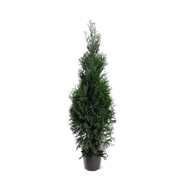 <h4>Thuja occidentalis 'King of Brabant'</h4>