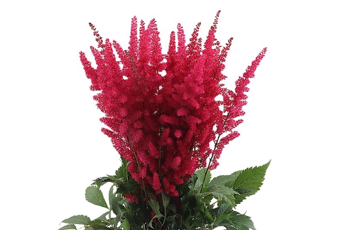 <h4>Astilbe Fanal Red</h4>
