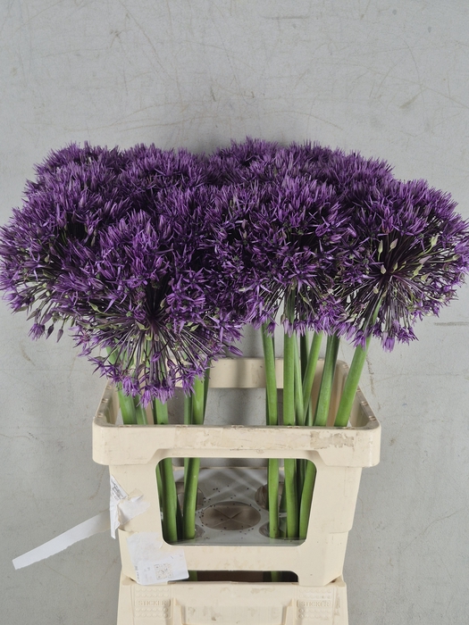 <h4>ALLIUM ATLAS</h4>