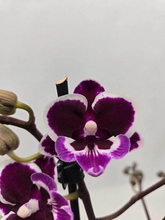 <h4>Limited14week 15</h4>