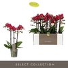 Phal 3-tak Red Lion