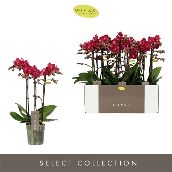 Phal 3-tak Red Lion