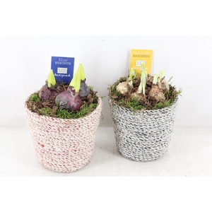 arr4 Bollenmix MB - Jute potje vaal mix