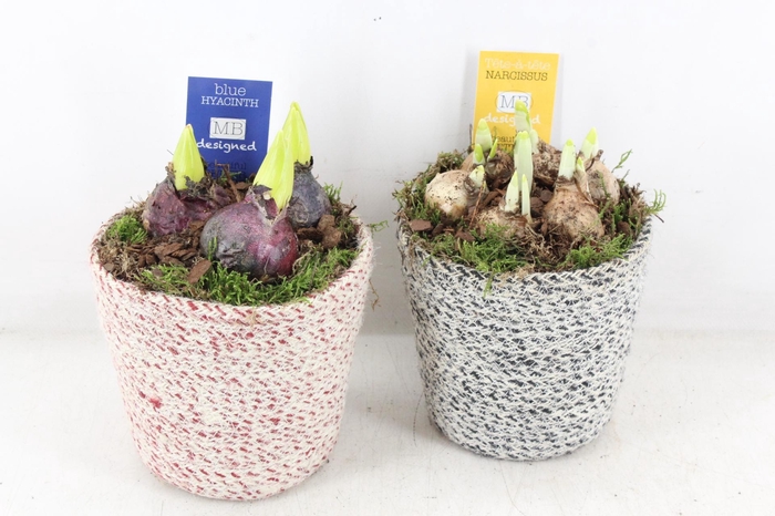 <h4>arr4 Bollenmix MB - Jute potje vaal mix</h4>