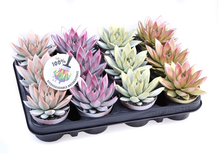 <h4>Echeveria  'Miranda'</h4>