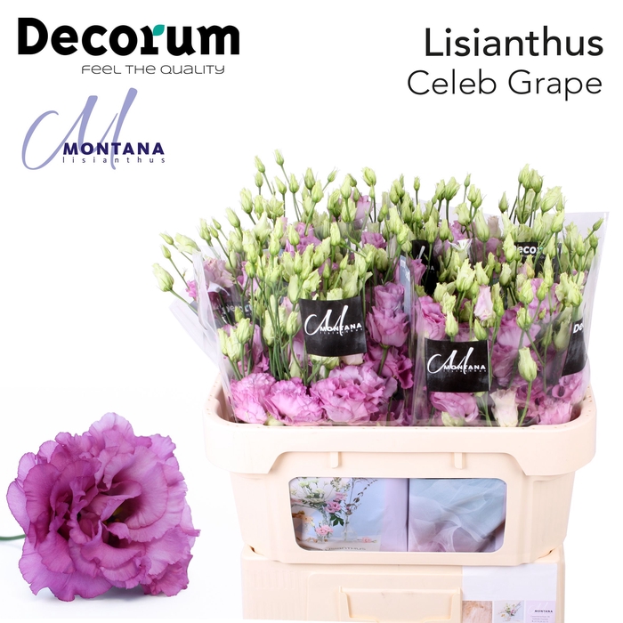 Lisianthus Celeb grape 70cm