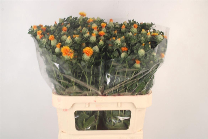 <h4>Carthamus Zanzibar</h4>