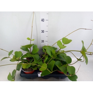 Hoya kerrii