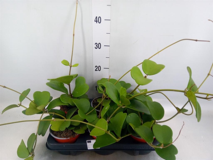 <h4>Hoya kerrii</h4>
