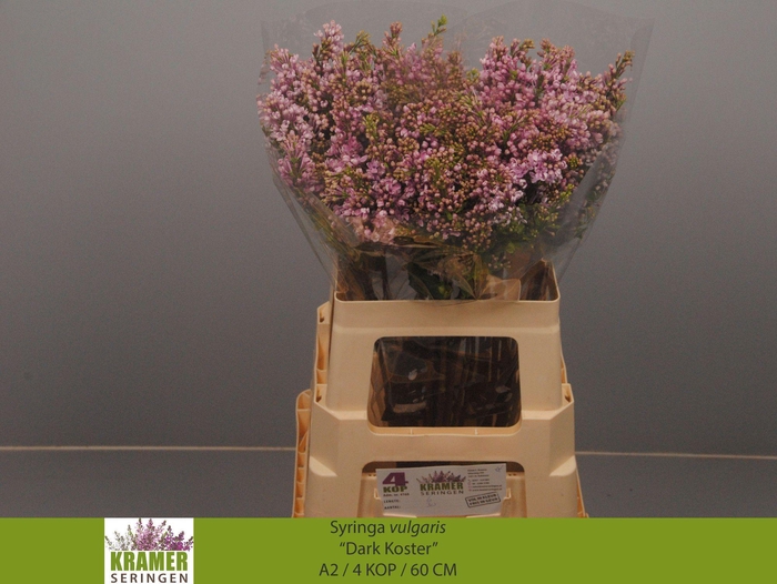 <h4>SYR V DARK KOSTER</h4>