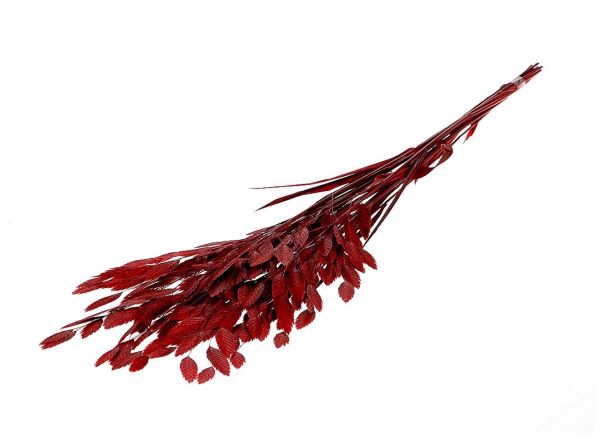 Bunch Chasmantium Pres. 80g L70