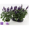Salvia Lake Oneg Imp