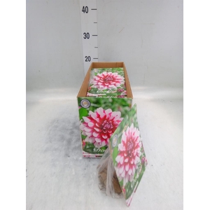 Dahlia   ...flowerbulbs