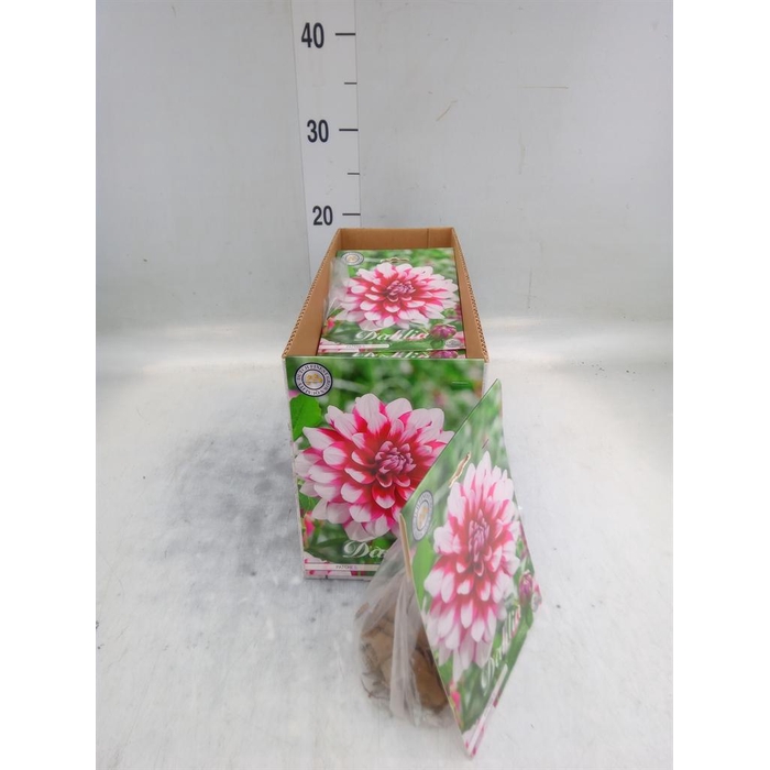 <h4>Dahlia   ...flowerbulbs</h4>