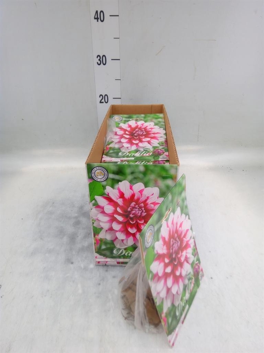 <h4>Dahlia   ...flowerbulbs</h4>