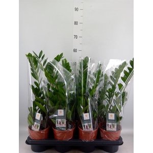 Zamioculcas zamiifolia