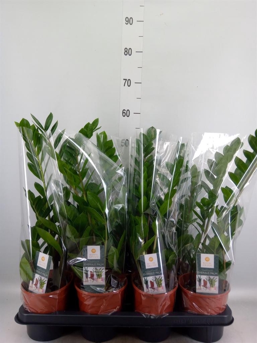 <h4>Zamioculcas zamiifolia</h4>