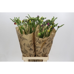 Freesia One XXL Mixed