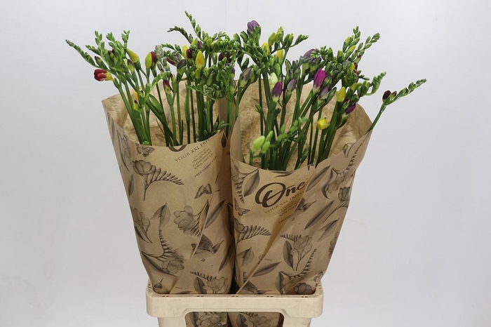 Freesia One XXL Mixed