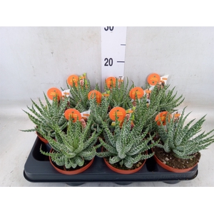 Aloe   ...