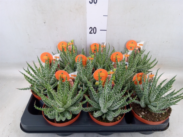 <h4>Aloe   ...</h4>