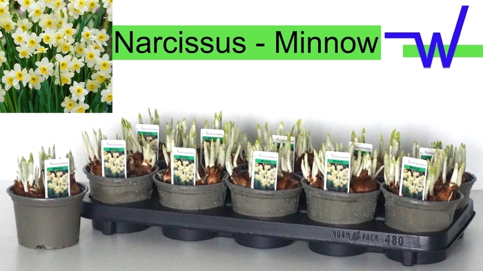 <h4>NARC TA MINNOW</h4>