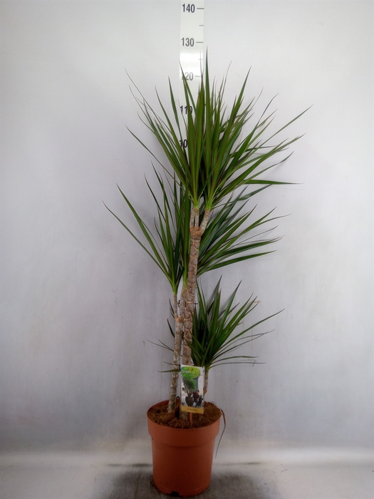 Dracaena marg.