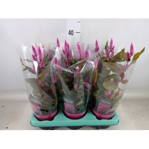 Celosia spic. 'Merida Pink'