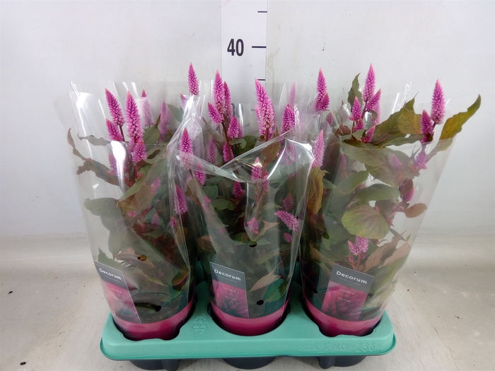 <h4>Celosia spic. 'Merida Pink'</h4>