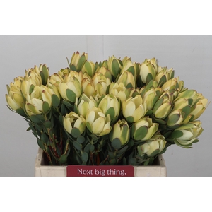 Leucadendron Disc. Robusta Spray