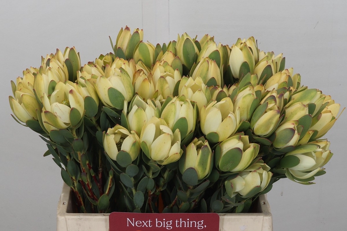 <h4>Leucadendron Disc. Robusta Spray</h4>