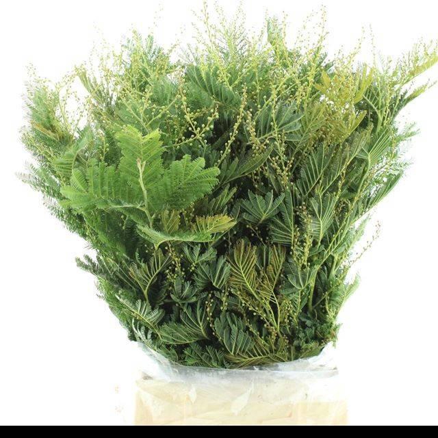 <h4>ACACIA BAILEYA BL BS</h4>