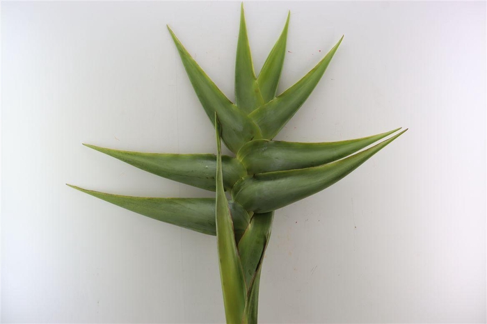 <h4>Heliconia Green Giant Dry</h4>