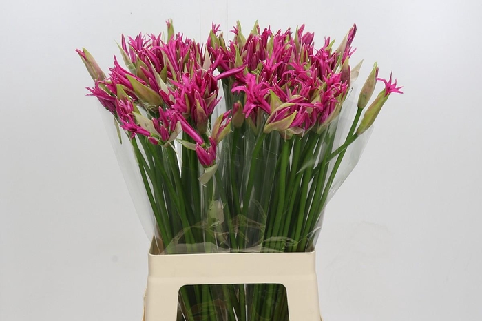 <h4>Nerine Alexandra</h4>