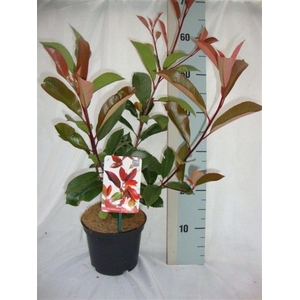 Photinia x fraseri 'Red Robin'