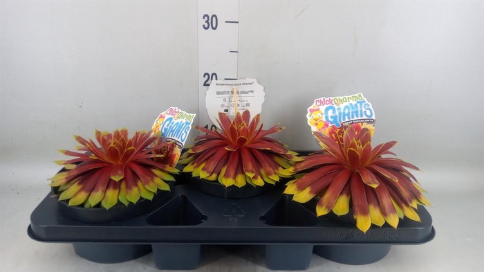 <h4>Sempervivum  'ChickCh Gi Gold Mine'</h4>
