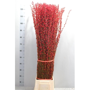 Salix Wilgenkatjes Red 120cm Klbh
