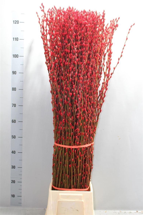 <h4>Salix Wilgenkatjes Red Klbh 120cm</h4>