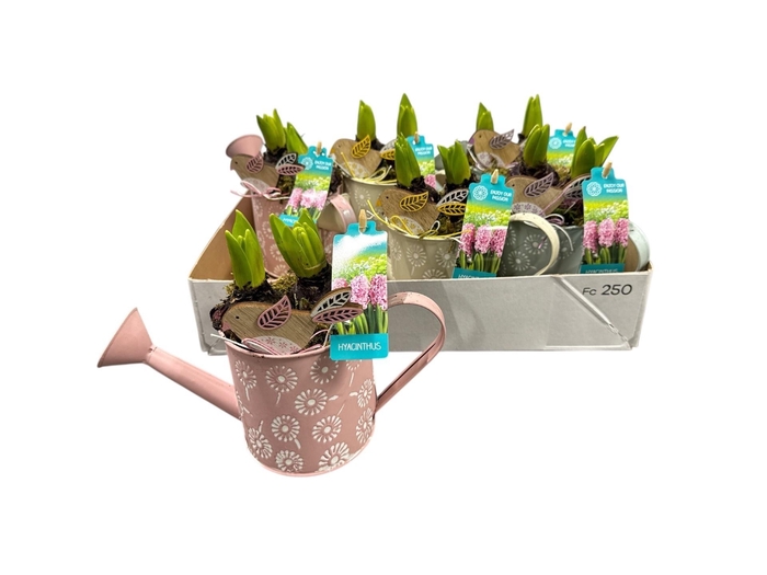 arr8 Arr Hyacinth In Zinken Gieter