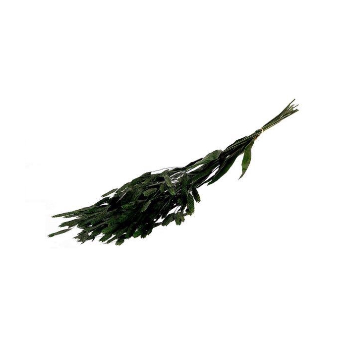 <h4>Bunch Chasmantium Pres. 80g L70</h4>