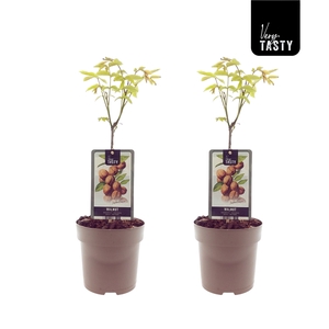 Juglans Regia