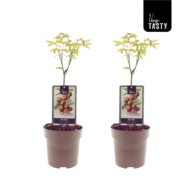<h4>Juglans Regia</h4>