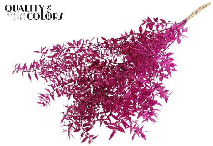 <h4>Ruscus 70cm 5 pc/bunch Lilac (2x5 bunch/poly)</h4>