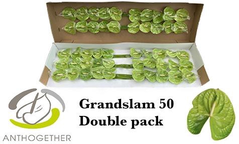 <h4>Anthurium Grand Slam</h4>