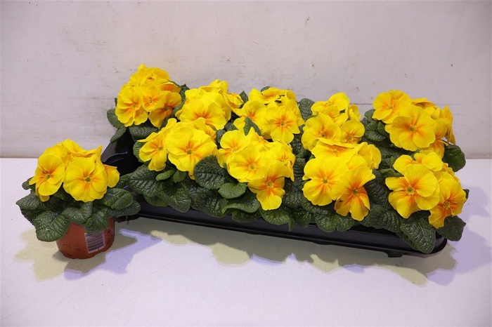 <h4>Prim Ac Eblo Gelb</h4>