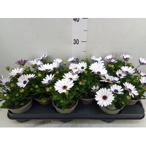 Osteospermum  'Margarita Cream'