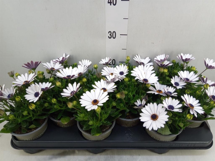 <h4>Osteospermum  'Margarita Cream'</h4>