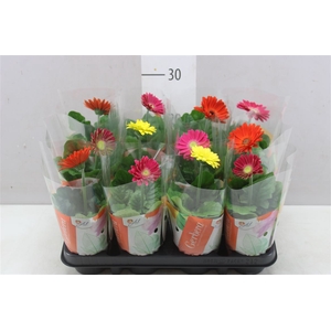 Gerbera C G Gemengd 1+