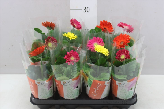 <h4>Gerbera C G Gemengd 1+</h4>