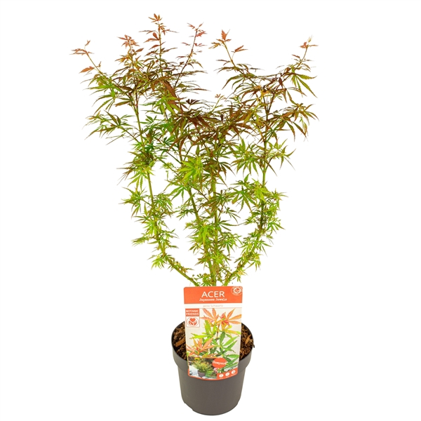 <h4>Acer palm. 'Jerre Schwartz'</h4>